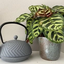 Bredemeijer Theepot Fujian 1.2L Met Filter Warm Grijs 17 Bredemeijer Theepot Fujian 1.2L Met Filter Warm Grijs -WMF Shop 550x412 16